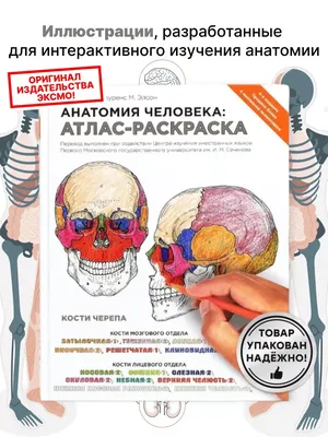 Иллюстрация 1 из 27 для Анатомия человека. Атлас. В 3-х томах. Том 2.  Внутренние органы - Билич, Николенко, Крыжановский | Лабиринт - книги.  Источник: Лабиринт