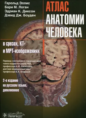 Анатомия человека. Атлас в 3 томах. Том 3. Нервная система | Крыжановский  Валерий Анатольевич, Билич Габриэль Лазаревич - купить с доставкой по  выгодным ценам в интернет-магазине OZON (226516065)