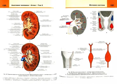 Большой атлас анатомии человека — купить книги на русском языке в DomKnigi  в Европе