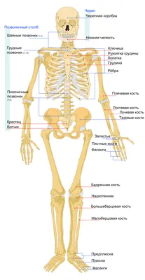 Атлас анатомии человека 7-е издание - Неттер Франк - Пример страницы из  атласа Неттер Поверхностная анатомия: области тела (женщина, вид спереди)