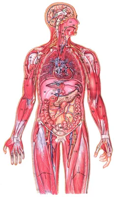 Анатомия человека в картинках - 67 фото