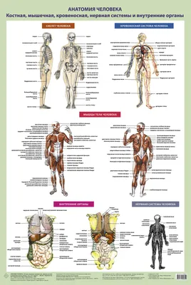 19 частей, Анатомия человека, структура тела, сердце, внутренние органы,  модель головного мозга, медицинские Обучающие органы, туловище 28 см |  AliExpress
