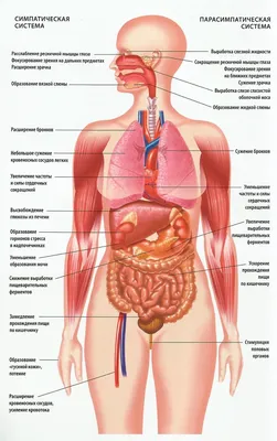 Как Расположены Внутренние Органы? Анатомия Человека + Картинки | Анатомия,  Картинки, Человек