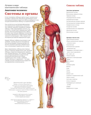 Анатомия человека. Системы и органы