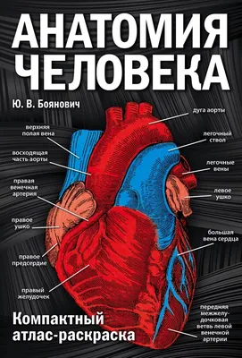 Иллюстрация 1 из 12 для Анатомия человека. Системы и органы | Лабиринт -  книги. Источник: Лабиринт