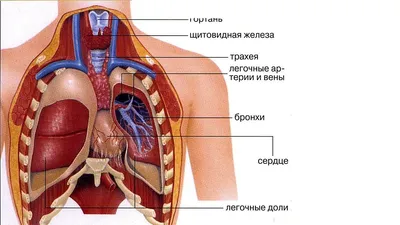 Раскраска Анатомия органы. анатомия человека пособие органы