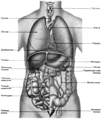 Тела туловища человека модель анатомия, анатомический медицинский  внутренние органы для обучения Съемная развивающие медицинская наука новые  модели | AliExpress