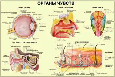 Анатомия человека органы картинки