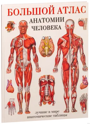 Функциональные нарушения внутренних органов - Центр физической реабилитации  и спортивной медицины EzraMed Clinic