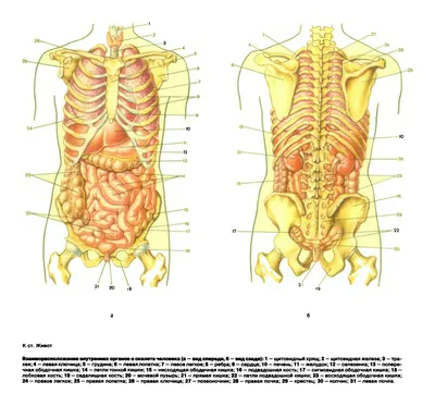 Картинки внутренние органы человека для детей - 15 фото