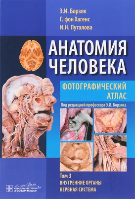 Взаимное расположение внутренних органов и скелета человека (постер). |  Анатомия, Эндокринная система, Человек