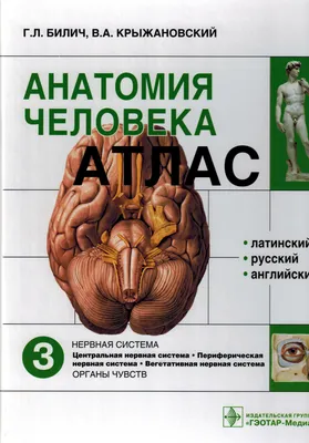 Анатомия человека: простое и доступное описание анатомических и  физиологических особенностей тела человека