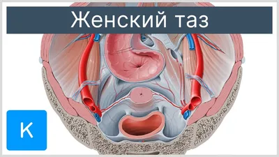 Анатомия человека. Костная, мышечная, кровеносная системы и внутренние  органы (плакат в тубусе) «Читай-город»