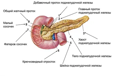 Анатомия человека поджелудочная железа картинки