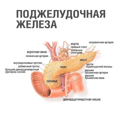 УЗИ поджелудочной железы в Минске | Медицинский центр Эра