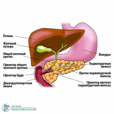 Где находится поджелудочная железа у человека