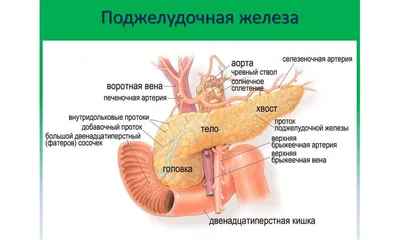 Рак поджелудочной железы - причины появления, симптомы заболевания,  диагностика и способы лечения