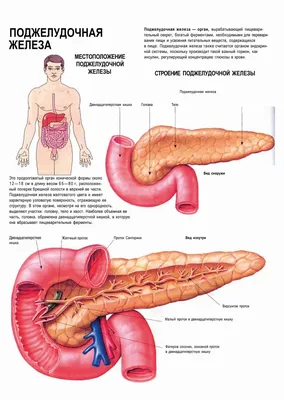Поджелудочная железа - постер (ID#1602360267), цена: 31 ₴, купить на 
