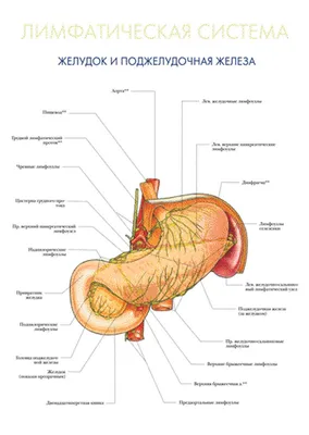 Панкреатит и поджелудочная железа: понимание важности этого жизненно  важного органа | Стимбифид Плюс | Дзен