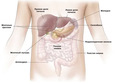 Пищеварительная система : нормальная анатомия | e-Anatomy