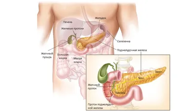 Поджелудочная железа: строение, функции, кровоснабжение, иннервация,  регионарные лимфаузлы - YouTube