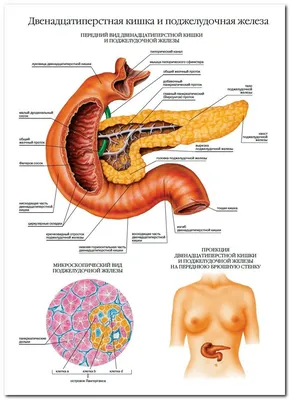 Расположение поджелудочной железы | Заболевания, Диета при язве, Человек