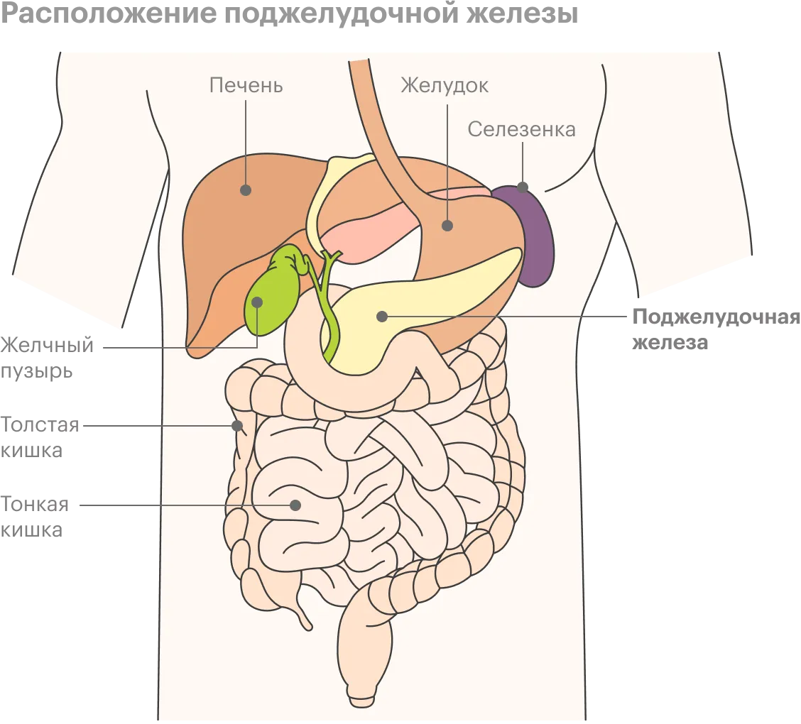 Поджелудочная картинка