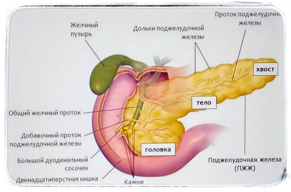 Поджелудочная картинка