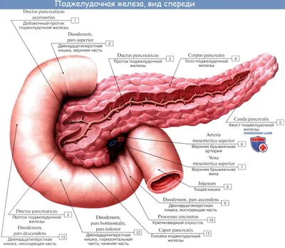 Поджелудочная железа - Kenhub