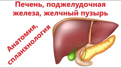 Печень, поджелудочная железа, желчный пузырь. Анатомия, спланхнология -  YouTube