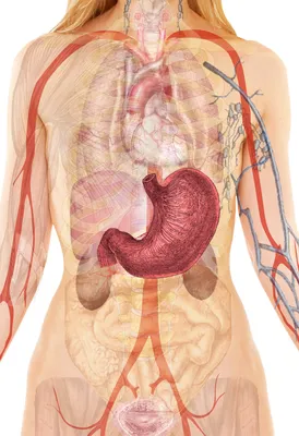 Анатомия человека: Строение поджелудочной железы. Кровоснабжение,  иннервация, отток лимфы от поджелудочной железы