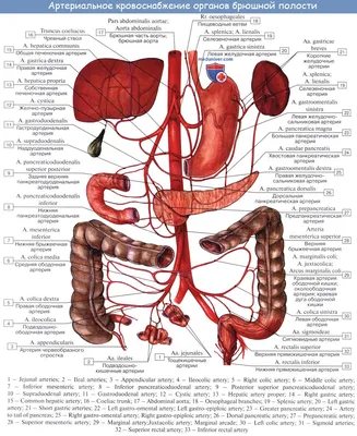 Пищеварительная система : нормальная анатомия | e-Anatomy