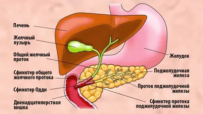 Капельницы для поджелудочной - Clean Clinic