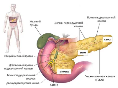 Поджелудочная железа - Kenhub