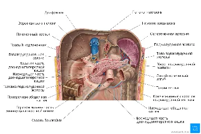 Поджелудочная железа - Kenhub
