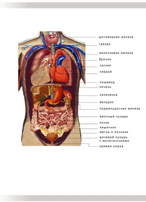 Анатомия человека. Строение и расположение внутренних органов человека.  Органы грудной клетки, брюшной полости, о… | Учащиеся медучилища, Анатомия  человека, Человек