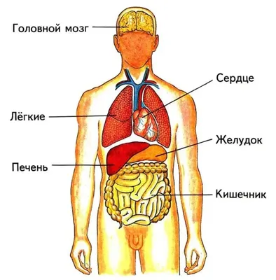 Cтроение человека: внутренние органы, фото с надписями | Медицина, Анатомия,  Анатомия человека