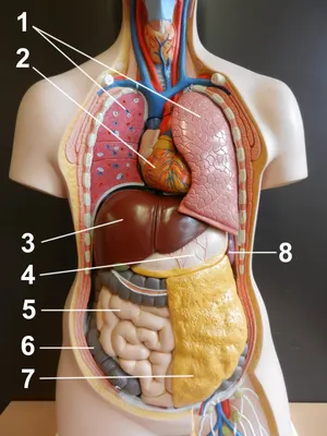 Human Internal Organs Изображения – скачать бесплатно на Freepik