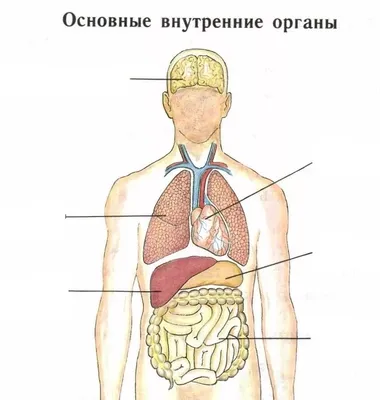 Внутренние органы человека | Удоба - бесплатный конструктор образовательных  ресурсов