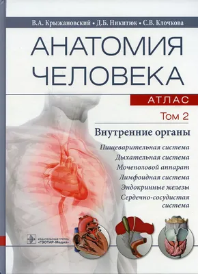 Концепция анатомии человека инфографический плакат с внутренними органами  мужского тела | Премиум векторы