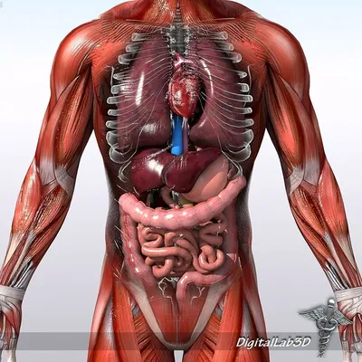 Наглядная анатомия человека. Подробный атлас с иллюстрациями – Книжный  интернет-магазин  Polaris