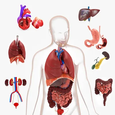 Тела туловища человека модель анатомия, анатомический Дисплей сборка  обучения DIY медицинский класс инструменты со съемным внутренние органы |  AliExpress