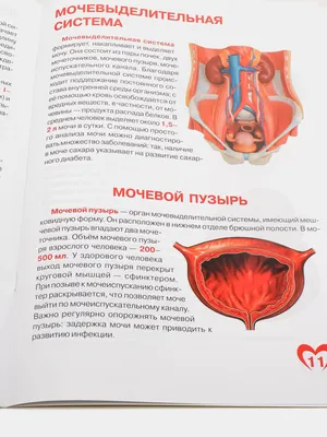 Анатомия человека. Костная, мышечная, кровеносная системы и внутренние  органы: Плакат «Читай-город»