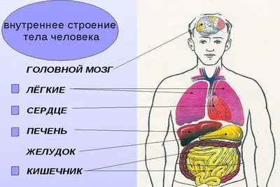 Диаграмма: Внутренние органы человека | Quizlet