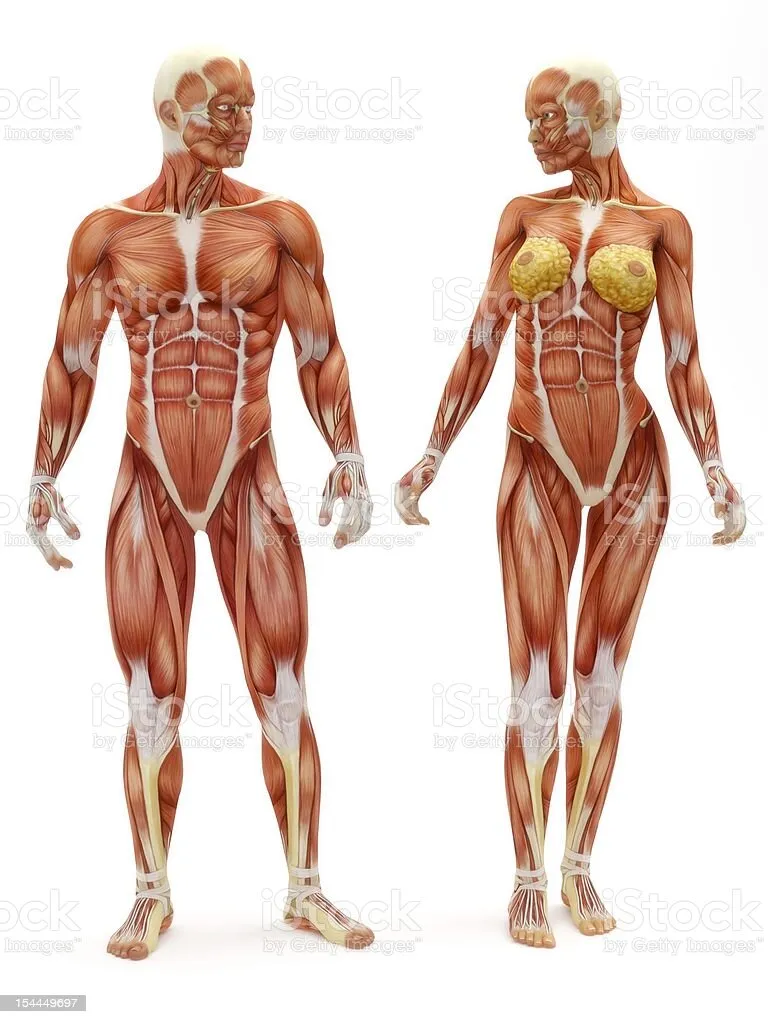 Врач занимающийся мышцами. Мышечный скелет. Мышечная система. Мышцы тела человека. Анатомия мышц.