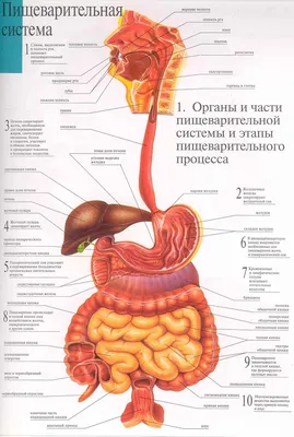 Cтроение человека: внутренние органы, фото с надписями | Анатомия, Анатомия  человека, Медицина