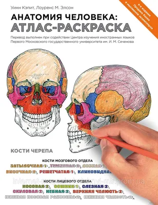 Анатомия человека. Атлас. Том 2. Спланхнология, Лев Львович Колесников,  ГЭОТАР-Медиа купить книгу 978-5-9704-4175-6 – Лавка Бабуин, Киев, Украина