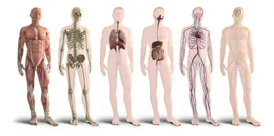 Анатомия человека. Тело. Как это работает» Питер Абрахамс - купить книгу «Анатомия  человека. Тело. Как это работает» в Минске — Издательство АСТ на 