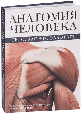 Анатомия человека: большой популярный атлас Эксмо 2148922 купить за 834 ₽ в  интернет-магазине Wildberries