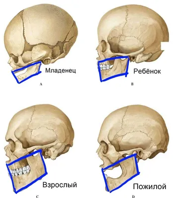 Биология в картинках: Строение черепа человека (Вып. 13) - YouTube